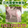 求购三元猪到江苏种猪繁育基地 品种纯正 防疫到位